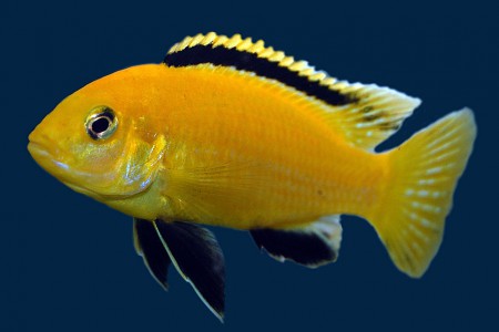  Цихлида-колибри. Елоу (Labidochromis caeruleus)